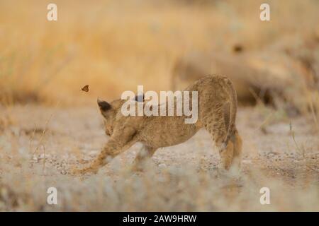 Löwen-Quader in der Wildnis Afrikas Stockfoto