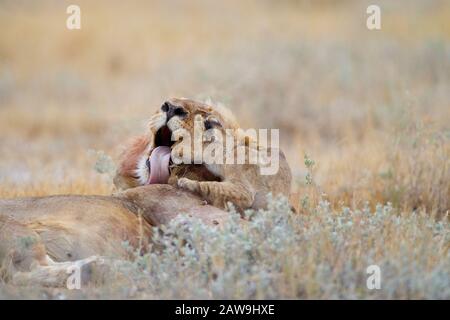 Löwen-Quader in der Wildnis Afrikas Stockfoto