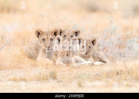 Niedliche Löwenkuppen, Löwenbaby in der Wildnis Afrikas Stockfoto