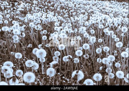 Überraschend viele Löwenzahn auf einem Feld auf der Insel Japonski in der Nähe der Innenstadt von Sitka, Alaska, USA. Stockfoto