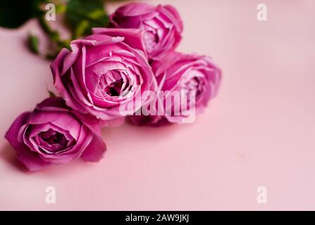 Schöne rosa Pion-rose geprägt. Blumenstrauß Strauch Rosen auf rosa Hintergrund. Platz kopieren Stockfoto
