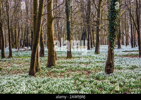 Schneefälle im Welford Park in Berkshire. Stockfoto