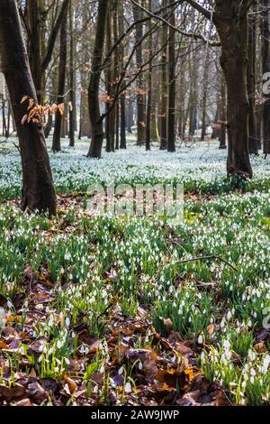 Schneefälle im Welford Park in Berkshire. Stockfoto