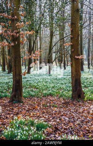 Schneefälle im Welford Park in Berkshire. Stockfoto