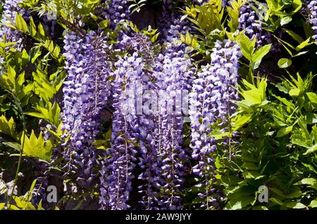 Üppige blühende Wisteria im Frühlinggarten. Violette Wisteria blüht in grünen Blättern. Stockfoto