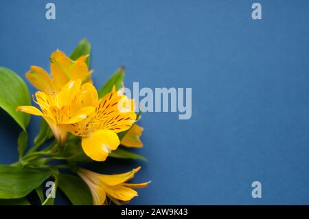 Schöne Alstroemeria Blumen. Gelbe Blumen und grüne Blätter auf blauem Grund. Peruanische Lilie. Draufsicht mit Leerzeichen für Text. Stockfoto