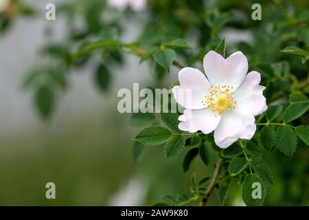 Rosa Canina, im Allgemeinen bekannt als die Hunderose, schöne weiße Kronblätter mit einem Hauch von rosa und gelben Staubblättern Stockfoto