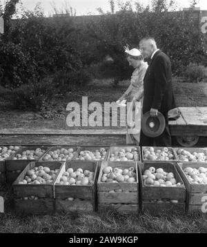 Königin Juliana besucht die Nationale landwirtschaftliche Universität in Wageningen, 75. Jahrestag Datum: 14. September 1951 Ort: Schottland, Wageningen Schlüsselwörter: Äpfel, Obstbäume, Obstbäume Personenname: Juliana, Königin Stockfoto