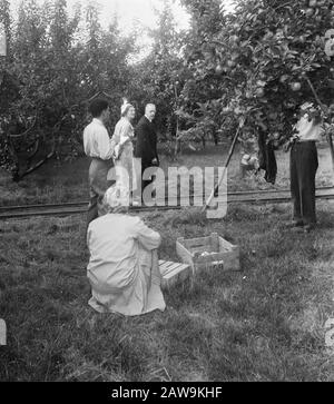 Königin Juliana besucht die Nationale landwirtschaftliche Universität in Wageningen, 75. Jahrestag Datum: 14. September 1951 Ort: Schottland, Wageningen Schlüsselwörter: Äpfel, Obstbäume, Obstbäume Personenname: Juliana, Königin Stockfoto