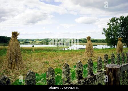 Ländliche Landschaft, Hecke von Holzpfählen, die mit Moos überwuchert sind, Heuschrecke Stockfoto