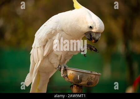 Gelb-Crested-Cockatoo-Papagei, der eine Nuss hält und isst Stockfoto