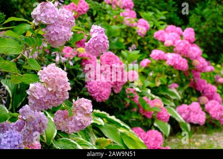 Blühende rosafarbene Hortensienblüten im Garten Stockfoto