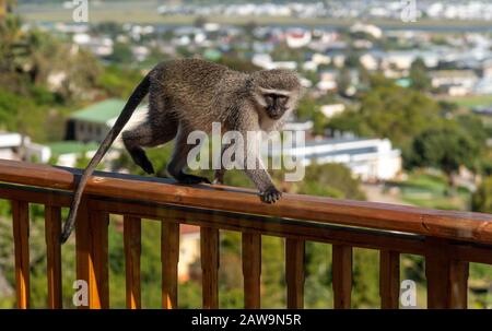 Hermanus, Westkaper, Südafrika. Dezember 2019. Ein Vertierter Affe, der sich auf den Balkon eines Privathauses in Hermanus, Südafrika, einlässt. Stockfoto