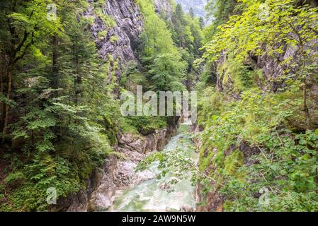 Wilder smaragdfarbener Bach in einer Umgebung mit üppigem grünen Laub in einem Canyon in den Alpen Stockfoto