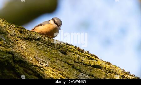 Ein buntes Nuthatch, das neugierig über die Seite eines großen Zweiges schaufelt Stockfoto