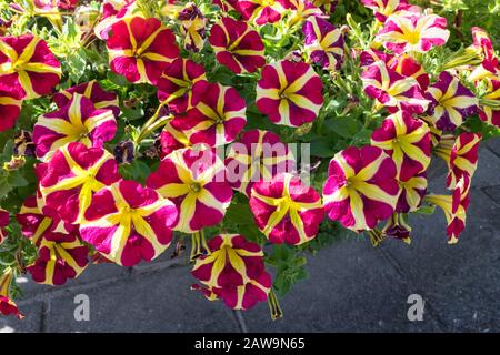 Wunderschöne gelbe und violett hängende Petunia Blumen mit sternförmigem Muster Stockfoto