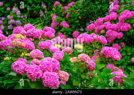 Blühende rosafarbene Hortensienblüten im Garten Stockfoto