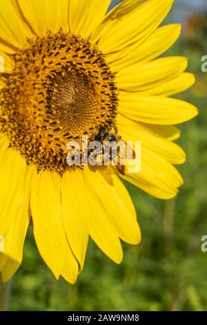 Hummeln (bombus) sind wichtige Bestäuber. In diesem Foto sieht man den Pollen auf den Bienen Leggs und Kopf. Bumblees stehen wegen c vor der Erweiterung Stockfoto