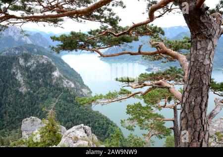 Der Traunsee ist einer von vielen schönen Seen im berühmten Salzkammergut in Österreich. Sie wird vom Traunstein aus gesehen, einem sehr beliebten Berghügel Stockfoto