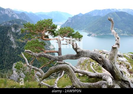 Der Traunsee ist einer von vielen schönen Seen im berühmten Salzkammergut in Österreich. Sie wird vom Traunstein aus gesehen, einem sehr beliebten Berghügel Stockfoto