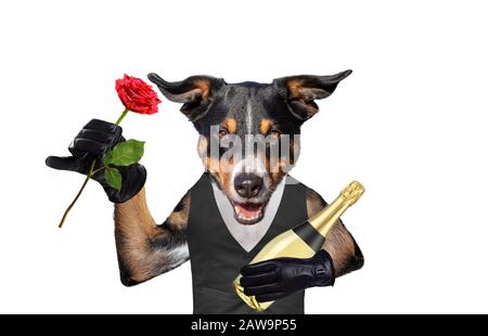 Valentinshund mit Champagner und Rose Stockfoto