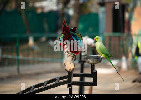 Porträt des farbenfrohen Scarlet Macaw Papagei mit grünem Papagei im Zoo, der Nüsse isst Stockfoto