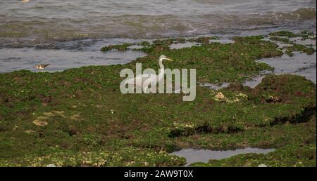 Ein Western Reef Egret auf den grünen Felsen an der Küste auf der Insel Diu in Indien. Stockfoto