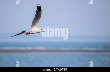 Vor der Küste der Insel Diu in Indien fliegt eine braune Meeresmöwe. Stockfoto