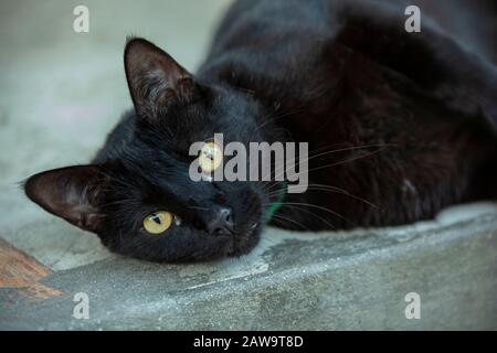 Liegende Katze ruht 3 Stockfoto