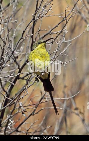 Malachitischer Sonnenvogel (Nectarinia famosa famosa) finsteres Gefiedermännchen, das im November auf Twig Karoo, Südafrika, aufragte Stockfoto