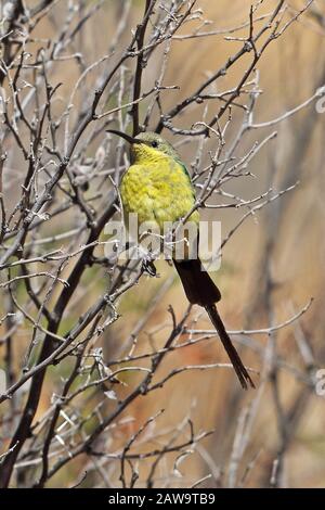 Malachitischer Sonnenvogel (Nectarinia famosa famosa) finsteres Gefiedermännchen, das im November auf Twig Karoo, Südafrika, aufragte Stockfoto