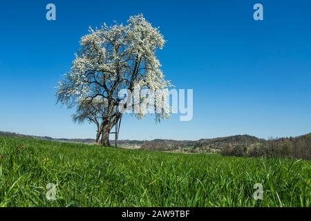 Apfelbaum in der Sring-Saison. Stockfoto