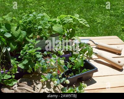 Kräutersämlinge und Saatgutpakete, die im Garten draußen auf einem Arbeitstisch in der Sonne gepflanzt werden Stockfoto