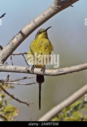 Malachitischer Sonnenvogel (Nectarinia famosa famosa) finsteres Gefiedermännchen, das im November auf Twig Karoo, Südafrika, aufragte Stockfoto