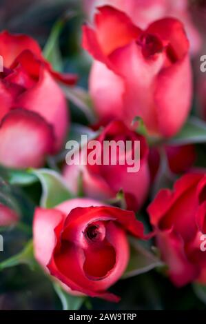 Selektive Fokusansicht des Blumenstraußes aus engen Knospen pink und roten Rosen Stockfoto