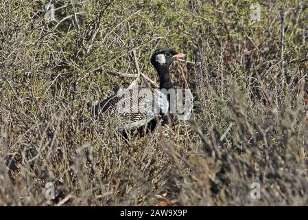 Northern Black Korhaan (Afrotis afraoides afraoides) verfälscht männlich in Low Scrub Karoo, Südafrika November Stockfoto