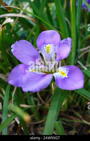 Iris unguicularis. Tiefviolette Blüte der algerischen Iris im Winter - Januar. GROSSBRITANNIEN Stockfoto