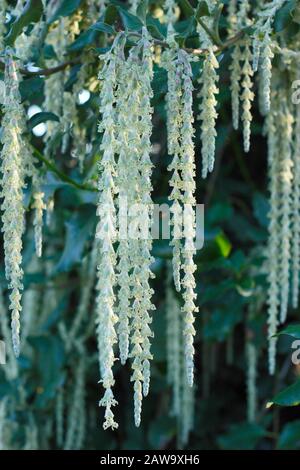 Garrya Elliptica "James Roof". Seidenraupenbaum mit graugrünen Katkins im Winter - Januar. GROSSBRITANNIEN. AGM Stockfoto