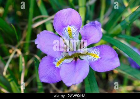 Iris unguicularis. Tiefviolette Blüte der algerischen Iris im Winter - Januar. GROSSBRITANNIEN Stockfoto