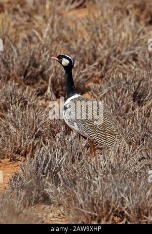 Nordschwarzkorhaan (Afrotis afraoides afraoides) verfälscht männlich durch die spärliche Vegetation Namaqualand, Südafrika November Stockfoto