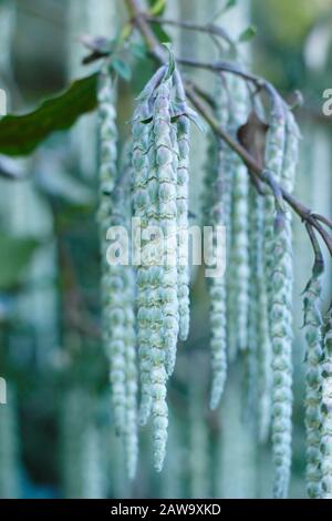 Garrya Elliptica "James Roof". Seidenraupenbaum mit graugrünen Katkins im Winter - Januar. GROSSBRITANNIEN. AGM Stockfoto