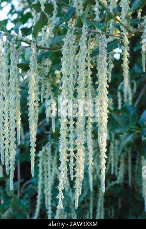 Garrya Elliptica "James Roof". Seidenraupenbaum mit graugrünen Katkins im Winter - Januar. GROSSBRITANNIEN. AGM Stockfoto