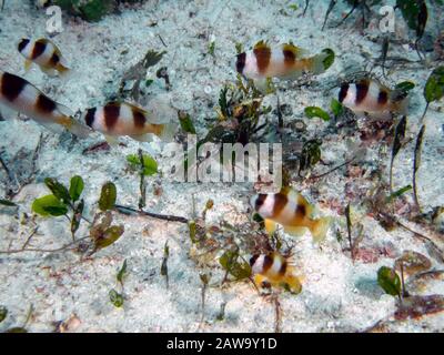 Schwarz gebänderter Demoiselle (Amblypomacentrus breviceps) Stockfoto