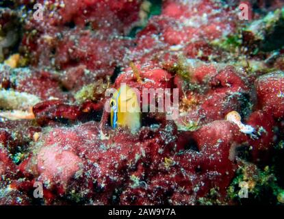 Ein blaugestreifter Fangblenny (Plagiotremus rhinorhynchos) versteckt sich in der Koralle Stockfoto