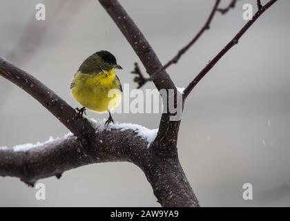 American Gold Finch in schneebedecktem krabbenapfelbaum. Stockfoto