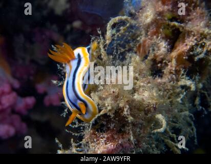 Ein Fantastisches Chromodoris (Chromodoris magnifica) Stockfoto