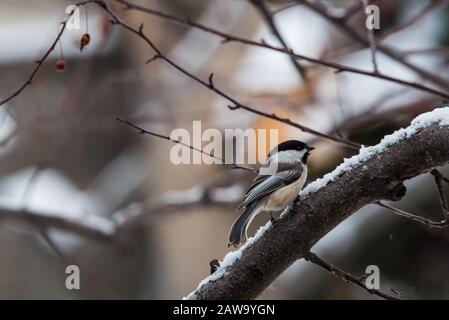 Schwarz kappte Chickadee in verschneiten krabbenapfeln. Stockfoto