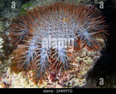 Dornenkrone (Acanthaster planci) Stockfoto