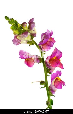 Nahaufnahme von gelb, rosa und orange Blüten von Löwenmaul (Antirrhinum Majus) vor einem weißen Hintergrund isoliert Stockfoto