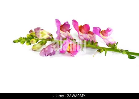 Nahaufnahme von gelb, rosa und orange Blüten von Löwenmaul (Antirrhinum Majus) vor einem weißen Hintergrund isoliert Stockfoto